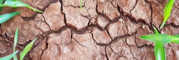 Cracked dry soil with green leaves depicting environmental drought concept photo