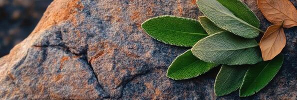 Green sage leaves on rough stone surface for nature and herb theme photography photo