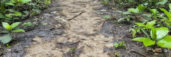 Muddy forest path with exposed roots and lush greenery in natural setting photo
