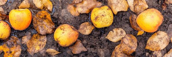 Fallen yellow apples on wet ground with autumn leaves and mud photo