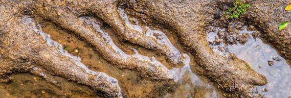 Textured muddy terrain with water and green plant elements in nature scene photo