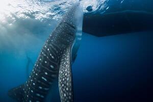 Whale shark underwater eating in blue sea. Large shark swimming underwater photo