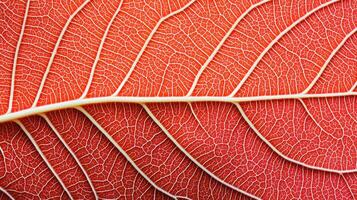 Red leaf veins close up macro texture showcasing intricate patterns of the natural vascular structure. The vibrant red color and fine details highlight organic growth and plant biology. photo