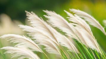 Pampas grass blowing in the wind with feathery plumes and green stems. The soft golden tones contrast with the blurred green background, creating a natural and tranquil scene. photo