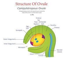 Campylotropous Ovule Diagram Displaying Curved Structure with Labeled Parts vector
