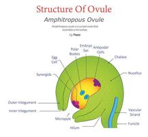 Amphitropous Ovule Diagram Illustrating Curved Structure with Detailed Labeled Parts vector