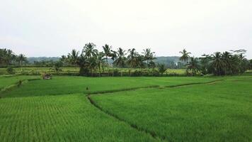 Bird Eye View of Asia Iconic Rice Fields video