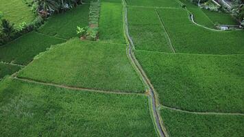 Flying Over Rice Fields Nature Patterns Revealed video