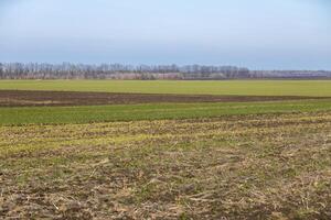 Cultivated field showing different stages of growth in spring photo