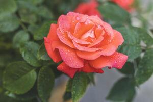 Blooming coral rose showing water drops after rain photo