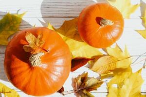 Autumn still leaves pumpkin on a white background, place for text photo
