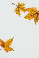 Autumn still life, leaves on a white background, place for text. photo