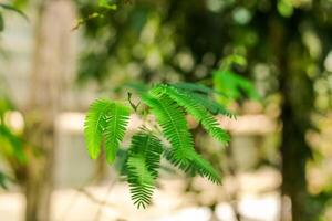 leaves of trees and bushes in- a tropical forest. photo