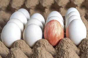 Red egg stands out among white eggs on a cardboard tray. Happy Easter photo