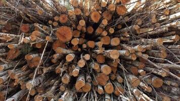 This is an aerial view captured from above showing a stacked log pile of harvested timber in a forested area video