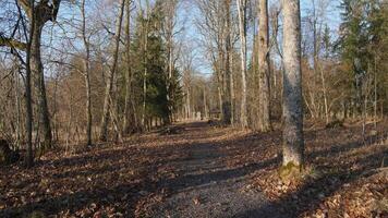 A tranquil forest path winds through lush trees and autumn foliage, ideal for delightful nature walks video