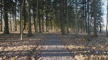 Venture into tranquil forest pathways, enveloped by towering trees and the vibrant hues of fallen autumn leaves video