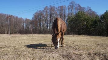 A majestic brown horse is peacefully grazing in a lush, green grassy field beneath a clear blue sky, enjoying life video