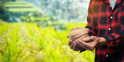 Farmer Holding Rice in Hand with Green Fields in Background photo