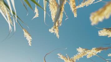 From The Wheat Field To The Sky video