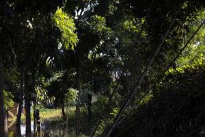 Trees By The River In Countryside photo