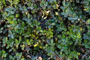 Green leaves pattern background closeup photo