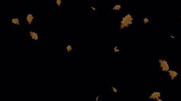 Autumn Leaves Falling Loop - Animated Nature Background video