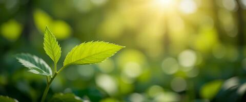 Sunlit New Growth, Tender Green Leaves Emerging in a Bright Spring Garden Setting photo