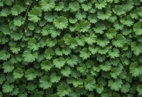Lush carpet of Lady's Mantle leaves presents a cool, vibrant green texture photo