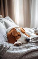 Basset Hound Dog Sleeping on Bed with Orange Ears and Soft Sunlight photo