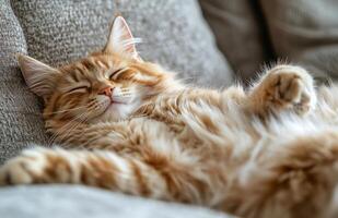 Cute Fluffy Cat Lying on Sofa, Belly Up, Eyes Closed, Smiling Expression photo