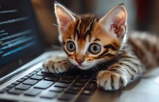 Cute small Bengal kitten with tiger stripes on laptop keyboard photo