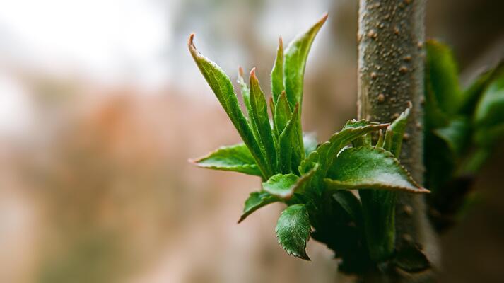 Bush branch with first young green leaves on blurred background