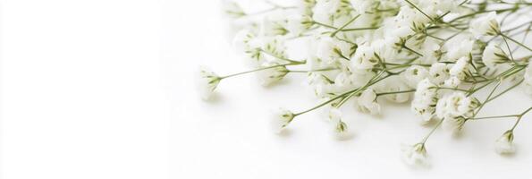 Photorealistic Babys Breath, copy space flower, isolated on white Babys Breath photo