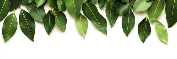 Photorealistic Bay Laurel with copy space, Bay Laurel plant setting, isolated on white plant photo