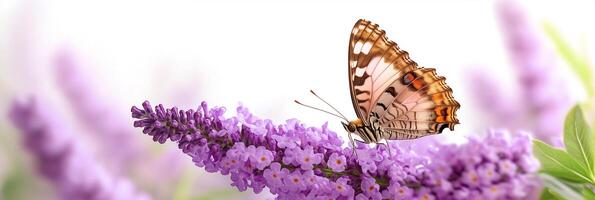 Photorealistic Butterfly Bush with copy space, Butterfly Bush plant setting, isolated on white flower photo