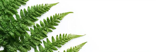 Photorealistic Athyrium with copy space, Athyrium plant setting, isolated on white plant photo