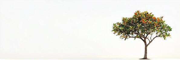 Fig Tree with white space, photorealistic Fig Tree plant, isolated on white Fig Tree photo