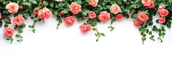 Photorealistic Climbing Roses with copy space, Climbing Roses flower setting, isolated on white plant photo