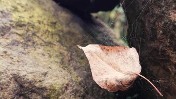 A leaf on a rock with a spider web video