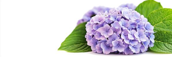 Photorealistic Hydrangea, also a flower, copy space flower, isolated on white Hydrangea, also a flower photo