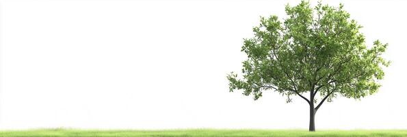 Pear Tree with white space, photorealistic Pear Tree plant, isolated on white Pear Tree photo