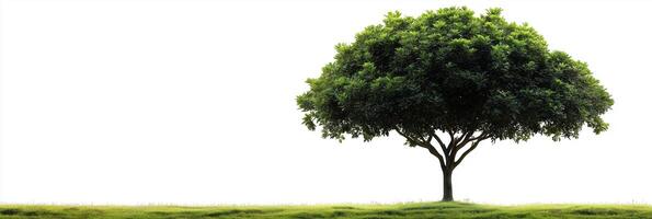 Photorealistic Mango Tree with copy space, Mango Tree plant setting, isolated on white plant photo
