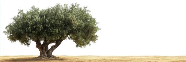 Olive Tree with copy space, photorealistic Olive Tree plant, isolated on white photo