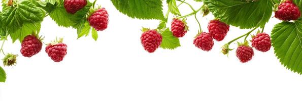 Photorealistic Raspberry Bush with copy space, Raspberry Bush plant setting, isolated on white plant photo