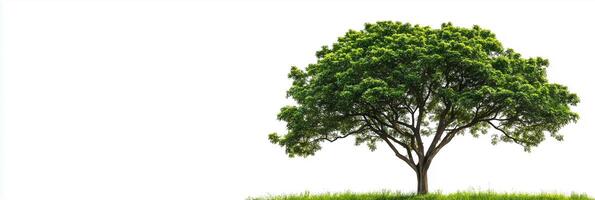 Photorealistic Plane Tree with copy space, Plane Tree plant setting, isolated on white plant photo