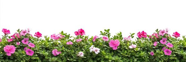 Photorealistic Pinks annuals, copy space flower, isolated on white Pinks annuals photo