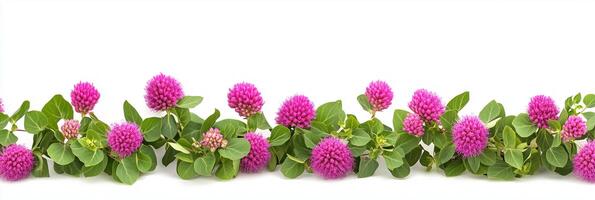 Globe Amaranth with copy space, photorealistic Globe Amaranth flower, isolated on white photo