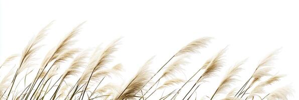 Photorealistic Zebra Grass with copy space, Zebra Grass plant setting, isolated on white plant photo