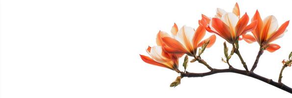Photorealistic Tulip Tree with copy space, Tulip Tree plant setting, isolated on white plant photo